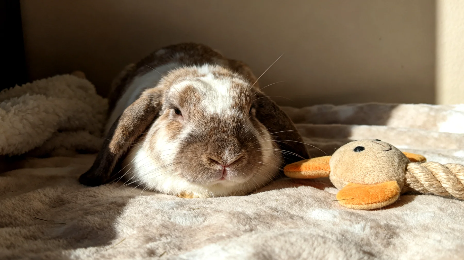 Kaninchen zeigen nach der Kastration oft reduzierte Aktivität und benötigen angepasste Beschäftigungsmöglichkeiten, die ihre eingeschränkte Mobilität berücksichtigen und gleichzeitig die Wundheilung nicht gefährden"