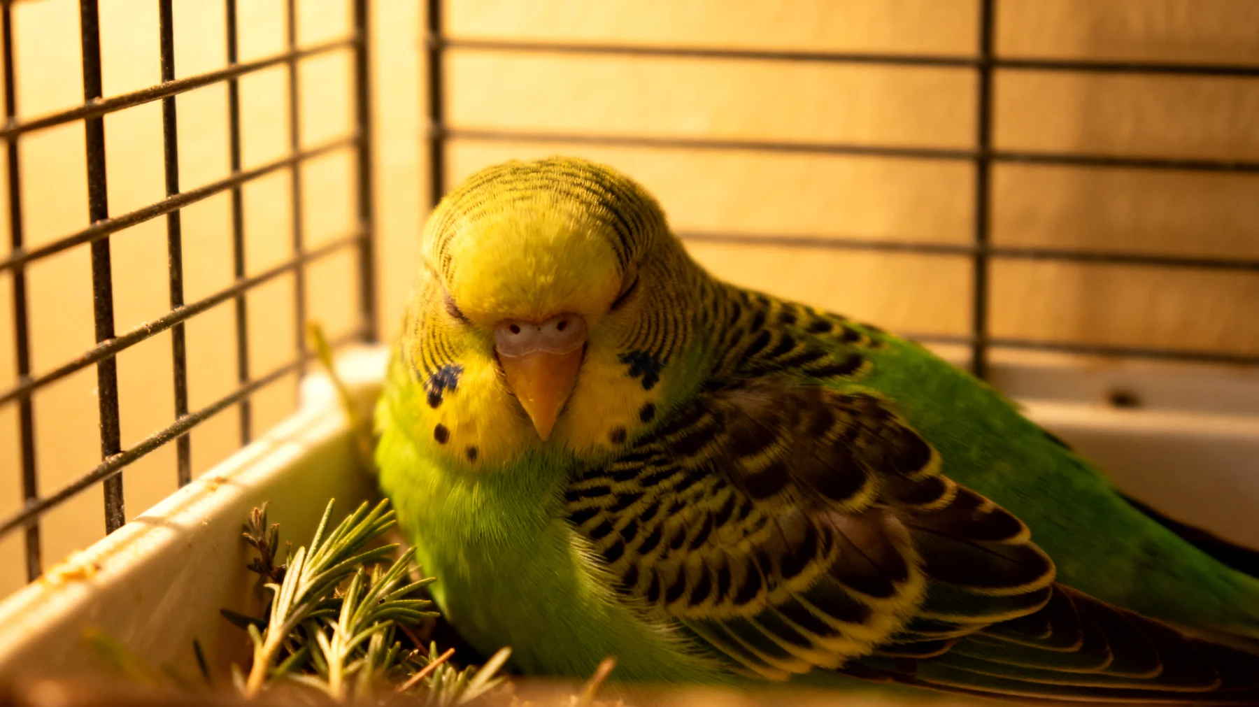 Wellensittiche können nach medizinischen Eingriffen Stress und Unwohlsein erleben, wobei natürliche beruhigende Methoden zur Erholung beitragen können"